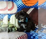 Small Photo #2 Lhasa-Poo Puppy For Sale in LINCOLN UNIVERSITY, PA, USA