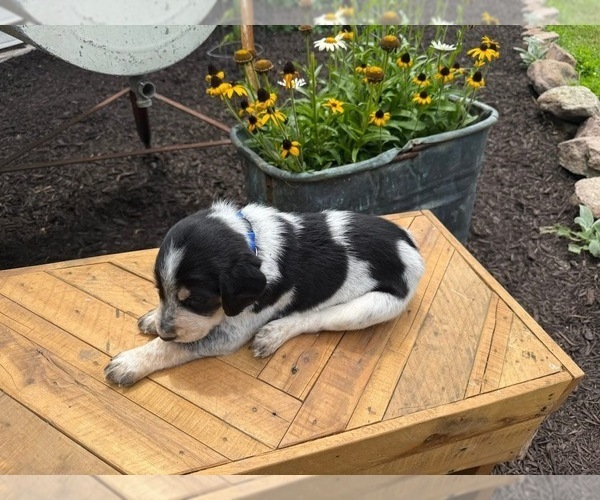 Medium Photo #4 Bernedoodle-Bluetick Coonhound Mix Puppy For Sale in RINGTOWN, PA, USA