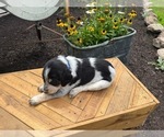 Small #3 Bernedoodle-Bluetick Coonhound Mix