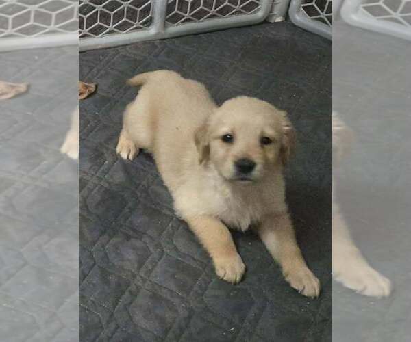 Medium Photo #1 Golden Retriever Puppy For Sale in RIGA, MI, USA