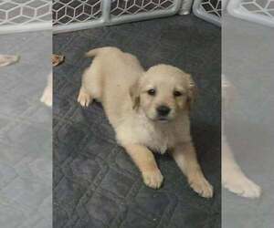 Golden Retriever Puppy for sale in RIGA, MI, USA