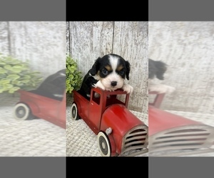 Cavapoo Puppy for sale in PEEBLES, OH, USA