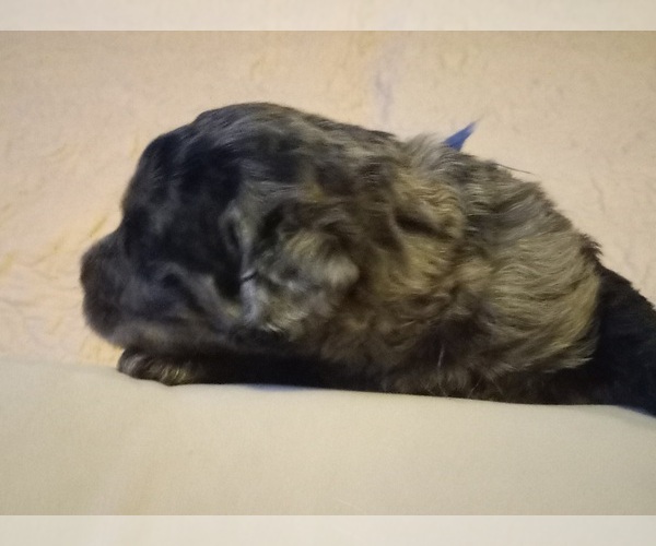 Medium Photo #12 Labradoodle Puppy For Sale in JEFFERSONTOWN, KY, USA