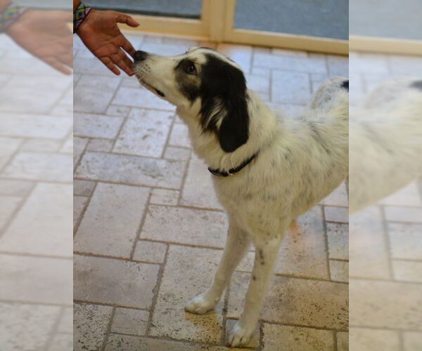 Medium Photo #3 English Setter-Unknown Mix Puppy For Sale in Germanton, TN, USA