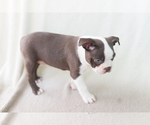 Small Photo #4 Boston Terrier Puppy For Sale in SALISBURY, MD, USA