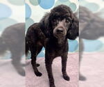 Small #4 Poodle (Miniature)