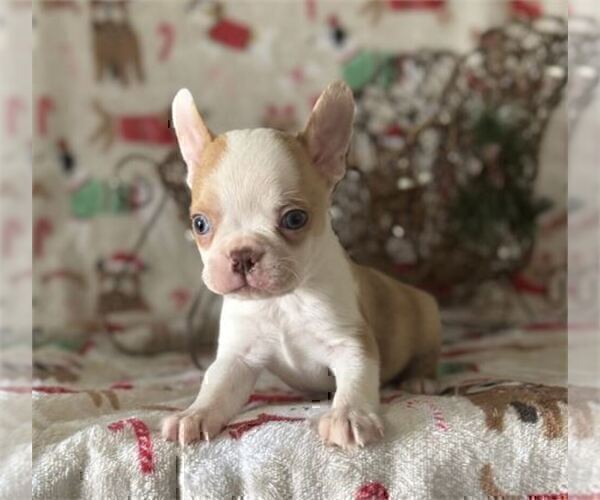 Medium Photo #1 French Bulldog Puppy For Sale in MIAMI, FL, USA