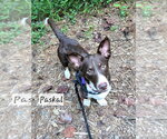 Small #2 Mutt