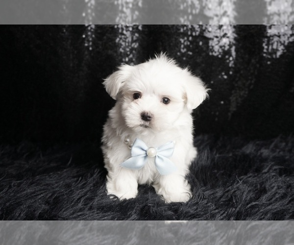 Medium Photo #118 Maltese Puppy For Sale in WARSAW, IN, USA