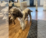 Small Photo #1 Poodle (Standard) Puppy For Sale in PIQUA, KS, USA