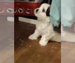 Small Photo #1 Maltese Puppy For Sale in BLOOMINGTON, IN, USA