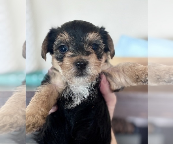 Medium Photo #2 Yorkshire Terrier Puppy For Sale in MARICOPA, AZ, USA
