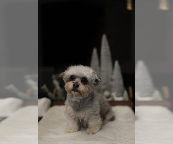 Medium Photo #1 Shorkie Tzu Puppy For Sale in VANCOUVER, WA, USA