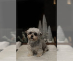 Small Photo #1 Shorkie Tzu Puppy For Sale in VANCOUVER, WA, USA