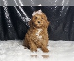Puppy Silly F1B Goldendoodle (Miniature)