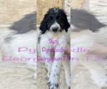 Small #2 Poodle (Standard)-Pyrenean Sheepdog Mix