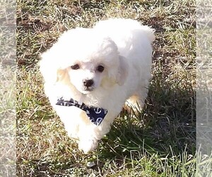 Poodle (Miniature) Puppy for sale in CASSVILLE, MO, USA