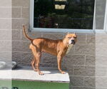 Small American Pit Bull Terrier