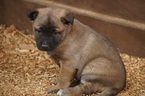 Small Photo #2 Belgian Malinois Puppy For Sale in ETOWAH, OK, USA