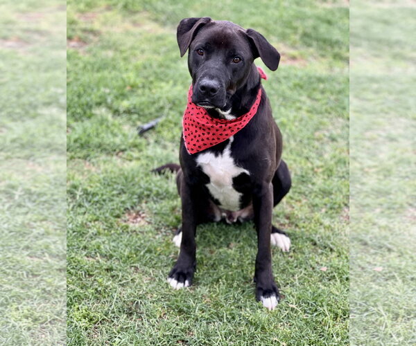 Medium Photo #3 Labrador Retriever-Unknown Mix Puppy For Sale in McKinney, TX, USA