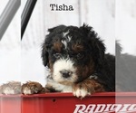 Puppy Tisha Bernedoodle