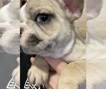 Small Photo #25 French Bulldog Puppy For Sale in HOPE MILLS, NC, USA