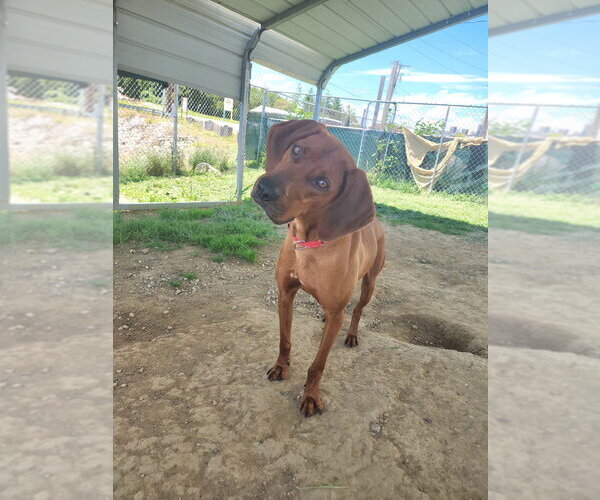 Medium Photo #3 Mutt Puppy For Sale in Evansville, IN, USA