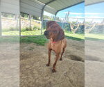 Small #2 Mutt