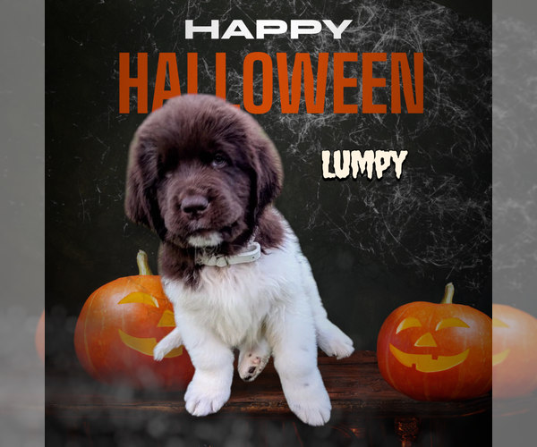 Medium Photo #1 Newfoundland Puppy For Sale in LAS VEGAS, NV, USA