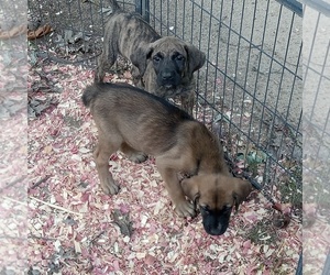 Cane Corso Puppy for sale in ACCOKEEK, MD, USA