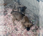 Small Photo #1 Cane Corso Puppy For Sale in ACCOKEEK, MD, USA