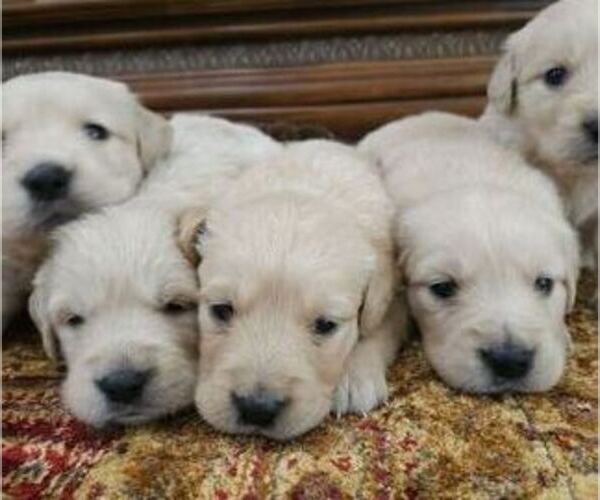 Medium Photo #2 Golden Retriever Puppy For Sale in SACRAMENTO, CA, USA