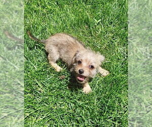 Chi-Poo (Toy) Dogs for adoption in Omaha, NE, USA