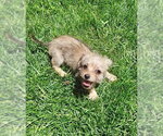 Small Chi-Poo (Toy)