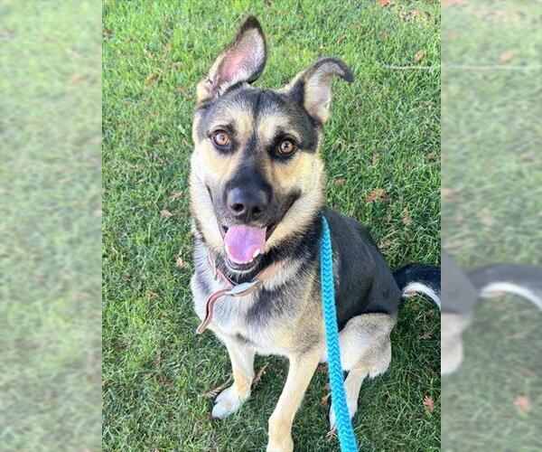 Medium Photo #1 Gerberian Shepsky Puppy For Sale in Sacramento, CA, USA
