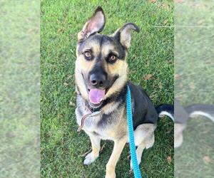 Gerberian Shepsky Dogs for adoption in Sacramento, CA, USA