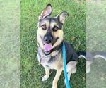 Small Gerberian Shepsky