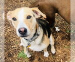 Small #1 Labrador Retriever Mix