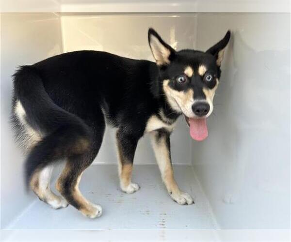 Medium Photo #1 Siberian Husky-Unknown Mix Puppy For Sale in Houston, TX, USA