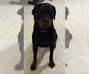 Mother of the Rottweiler puppies born on 04/04/2025
