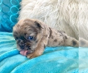 English Bulldog Puppy for sale in TUCSON, AZ, USA