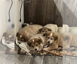 Australian Cattle Dog-Great Pyrenees Mix Puppy for sale in WILLARD, OH, USA