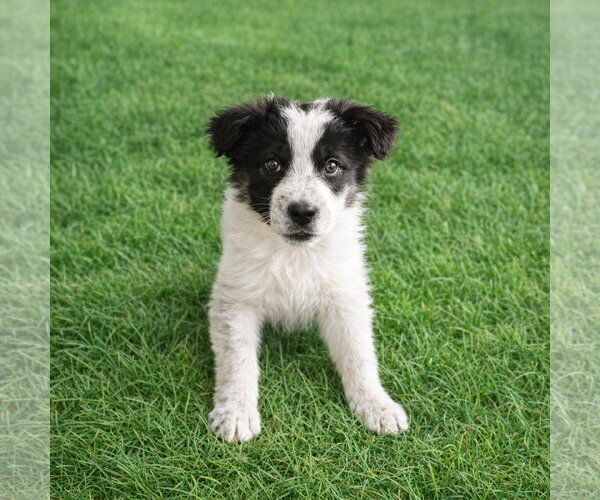 Medium Photo #3 Border Collie-Unknown Mix Puppy For Sale in Unionville, PA, USA