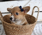 Small Photo #5 Pembroke Welsh Corgi Puppy For Sale in HONEY BROOK, PA, USA