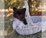Small #3 Pomeranian