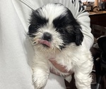 Small Photo #1 Shih Tzu Puppy For Sale in SPIRIT LAKE, IA, USA