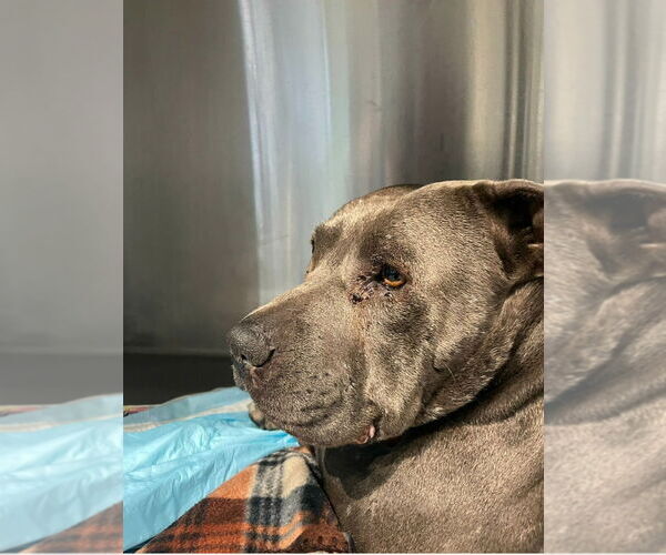 Medium Photo #4 American Staffordshire Terrier-Unknown Mix Puppy For Sale in Lake Forest, CA, USA