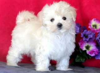 Maltese Puppy for sale in MOUNT JOY, PA, USA