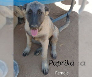 Paprika - of the Belgian Malinois x family - Female German Shepherd Dog-Unknown Mix Dog for Adoption - Photo #7