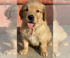 Golden Retriever Puppy for sale in SANTA ANA, CA, USA
